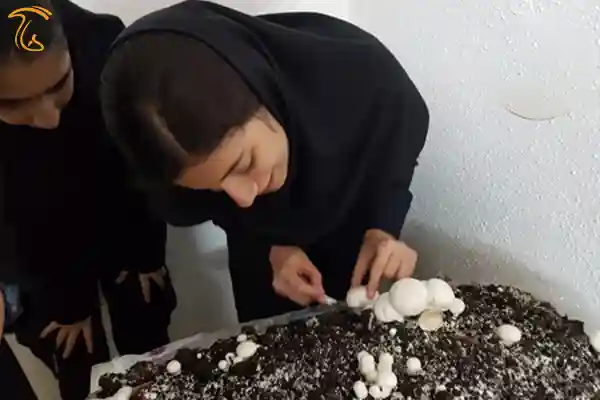 کارگاه تولید قارچ در مدرسه با هدف آینده نگری