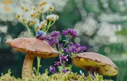 قارچ بهاری قارچ های جنگلی