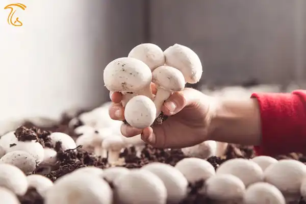 پروانه بهره برداری واحدتولید قارچ خوراکی
