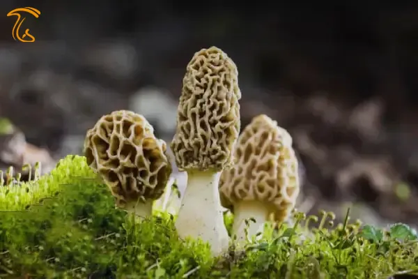 قارچ مورل