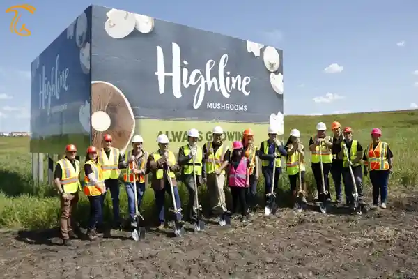 کارخانه هایلاین ماشرومز (Highline Mushrooms)، بزرگترین پرورش دهنده قارچ ارگانیک جهان