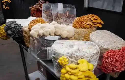 پرورش قارچ اگزوتیک سودآورتر از قارچ دکمه ای