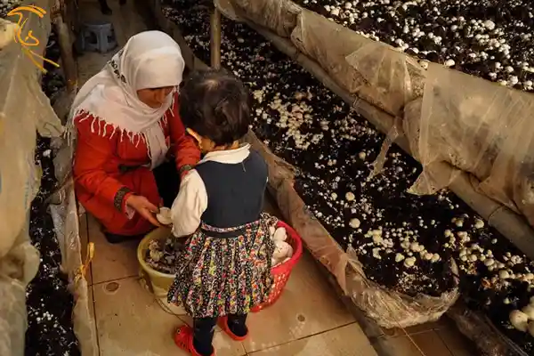 طرح ملی زنان كارآمد در روستاها با تمرکز بر پرورش قارچ