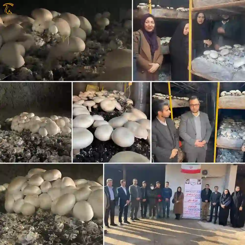 کشت و پرورش قارچ در هنرستان شهید سلیمانی شهرستان آرادان