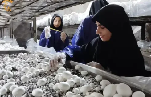 کارگاه تولید قارچ در هنرستان