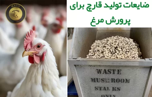 استفاده از ضایعات تولید قارچ برای پرورش مرغ گوشتی