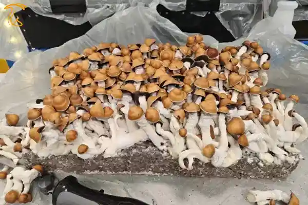 قارچ جادویی آلبینو پنیس ایوی (ماشروم ایپ)