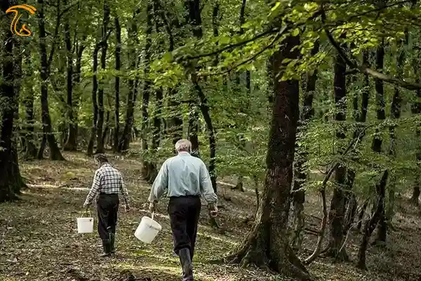 برداشت بیرویه قارچ ترافل از جنگل هیرکانی