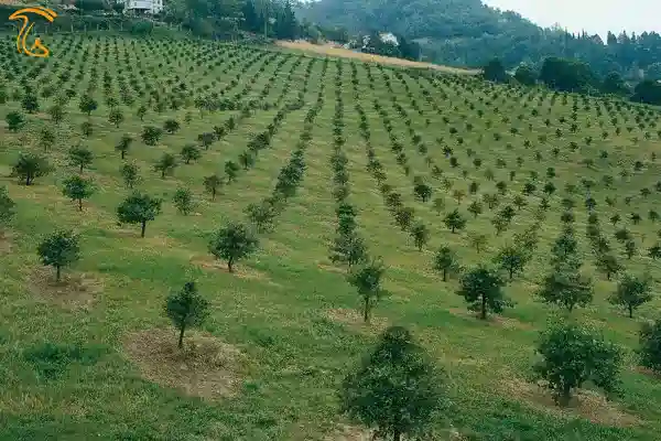 کاشت نهال بارورشده با قارچ دنبلان در استان گلستان