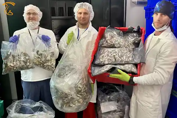 اسکات مارشال (مدیر قارچ شناسی) به همراه 2 تن از بنیانگذاران بزرگترین مزرعه مجیک ماشروم، دین استیونس و دکتر چیس
