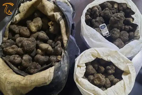 کشف 16 کیلو قارچ ترافل قاچاق در آزادشهر
