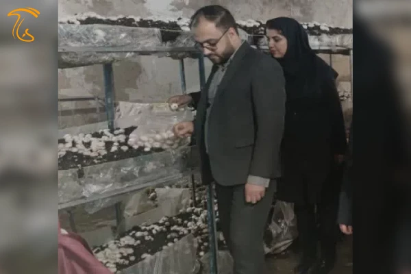 بازدید از کارگاه پروش قارچ به عنوان طرح های اشتغال موفق بهزیستی شهرستان