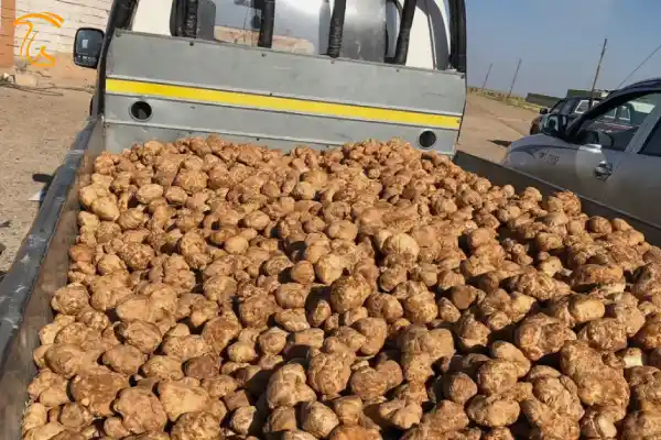 اخبار کوتاه کشف 940 کیلوگرم قارچ ترافل قاچاق به ارزش 19 میلیارد ریال