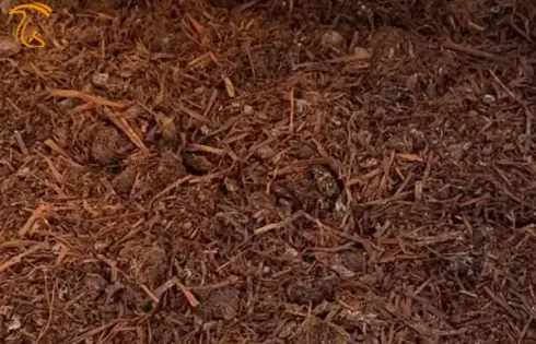 تخته کوبی کمپوست قارچ