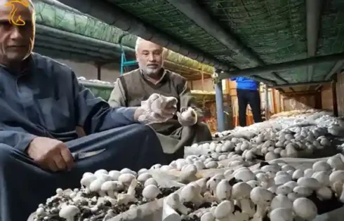 اولین مزرعه قارچ عراق در مقیاس بزرگ بعد از 15 سال تجربه شکست های پیاپی و در مقابل چالش های فراوان صنعت کشاورزی این کشور تاسیس شد.