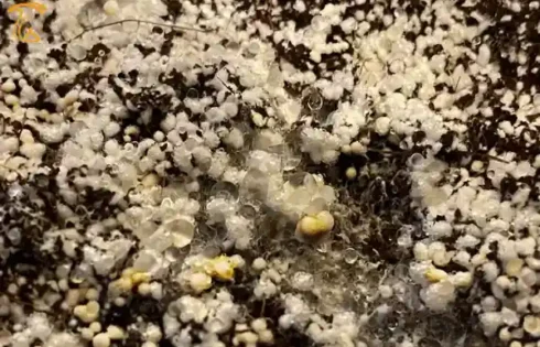 علت پین مردگی قارچ دکمه ای