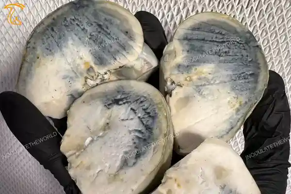 برش قارچ گلوله برفی و وجود لکه های آبی درون snowball mushroom