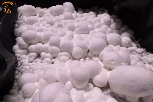قارچ جادویی گلوله برفی (snowball magic mushroom) جدیدترین مجیک ماشروم جهش یافته توسط یک قارچ شناس از خانواده کیوبنسیس (cubensis)