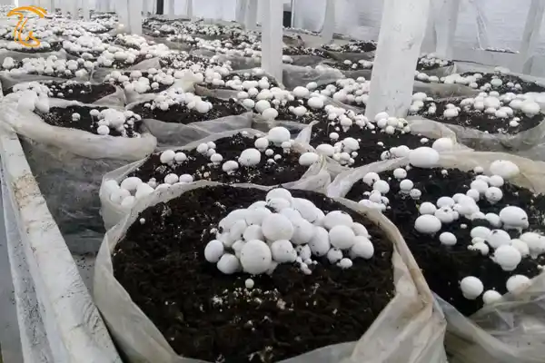 ساخت پلاستیک تجزیه پذیر از پسماند کشت قارچ