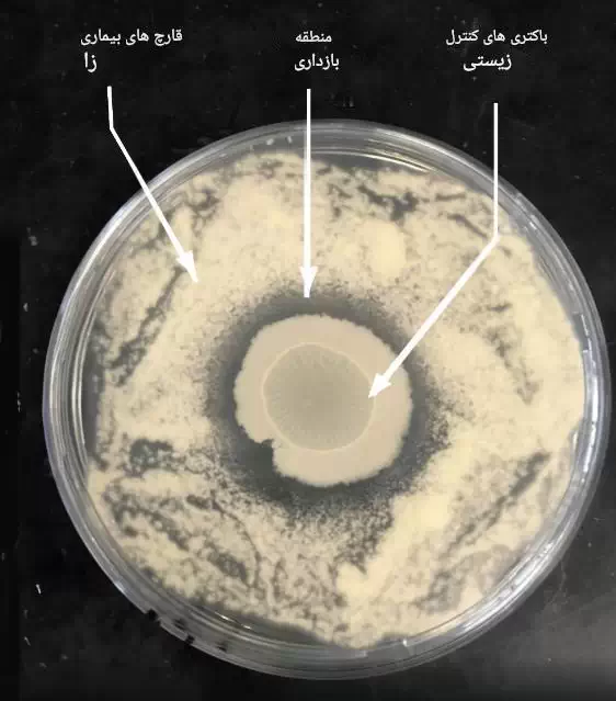 مهار بیماری های قارچ با روش جدید کنترل زیستی توسط باکتری ها (ipm) بدون استفاده از سموم شیمیایی درون یک ظرف پتری دیش در آزمایشگاه