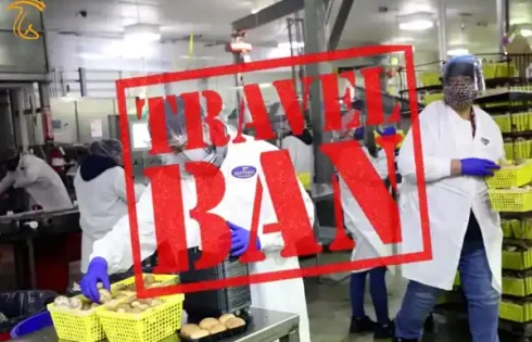 قانون مهاجرتی ترامپ ضربه شدیدی به مزارع قارچ خواهد زد