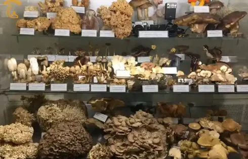 خطر نابودی بزرگترین مجموعه قارچ خشک یخ زده جهان