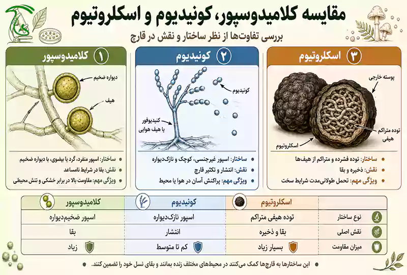 مقایسه کلامیدوسپور با کونیدیوم و اسکلروتیوم از نظر ساختار و نقش در قارچ