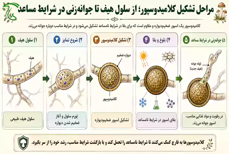 مراحل تشکیل کلامیدوسپور از سلول هیف تا جوانهزنی در شرایط مساعد