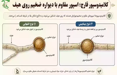 کلامیدوسپور قارچ با دیواره ضخیم روی هیف و نمایش انواع انتهایی و بینابینی