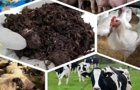 استفاده از پسماند کشت قارچ برای تامین خوراک دام