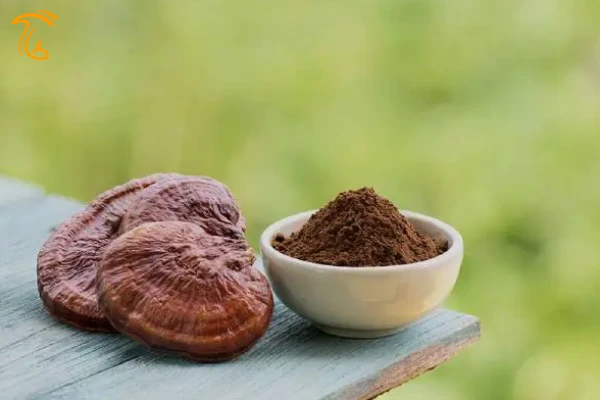 قارچ گانودرما یا ریشی چیست؟