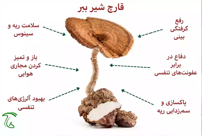 قارچ کرگدن یا شیر ببر چیست؟ - جایگاه این قارچ در میان قارچ های دارویی