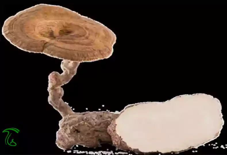 قارچ کرگدن یا شیر ببر چیست