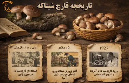 آشنایی با تاریخچه قارچ شیتاکه