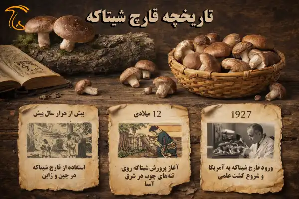 تاریخچه قارچ شیتاکه