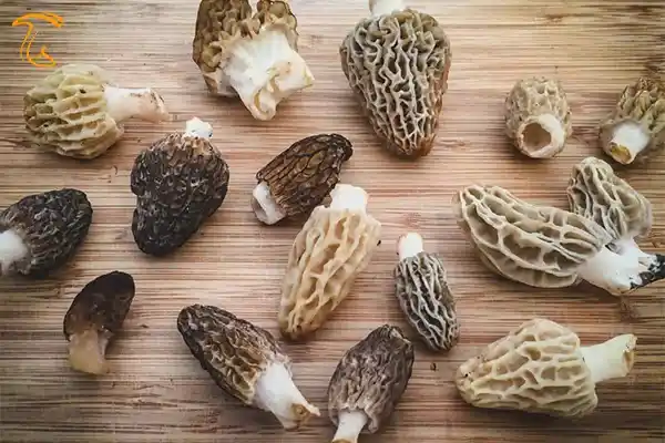 نام قارچ مورل