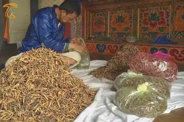 بومیان تبتی هر ساله در فصل بهار اقدام به جمعآوری قارچ کوردیسپس از ارتفاعات مینمایند