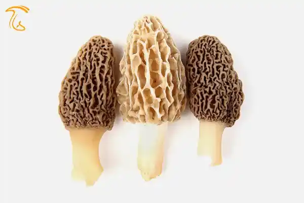 قارچ مورل