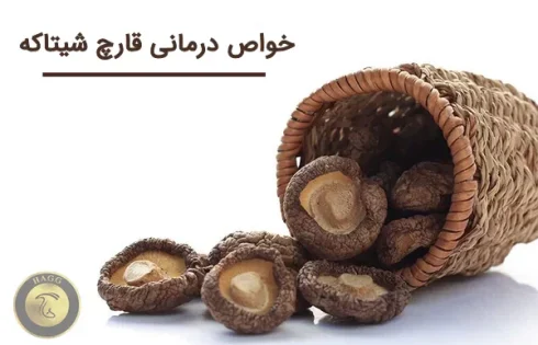 فواید درمانی و خواص قارچ شیتاکه برای سلامتی