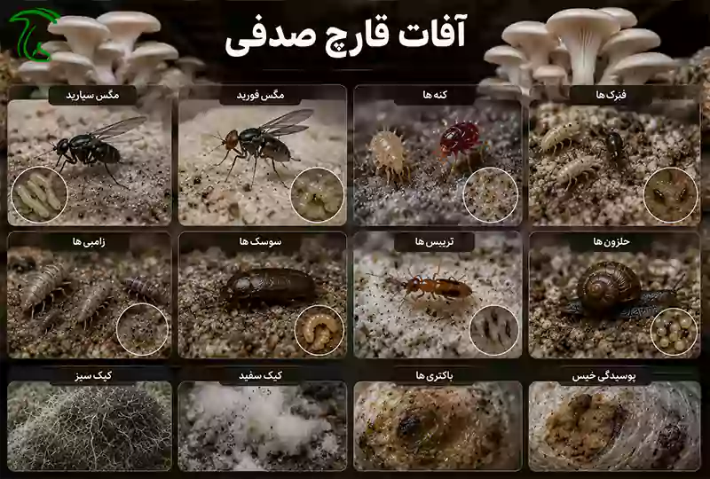 مهمترین آفات قارچ صدفی شامل مگس سیارید، فورید، کنه و سایر آفات