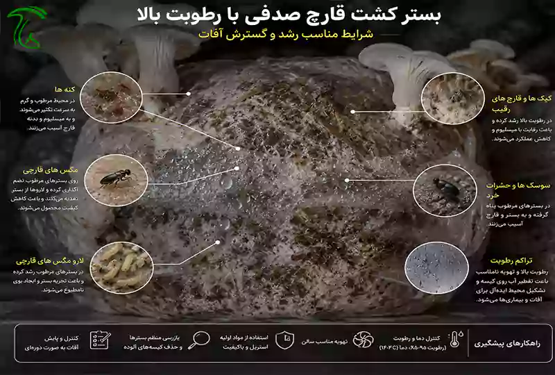 بستر کشت قارچ صدفی با رطوبت بالا و شرایط مناسب رشد آفات