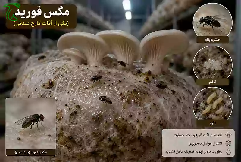 مگس فورید، یکی از آفات قارچ صدفی در سالن پرورش