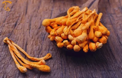 فواید و خواص قارچ کوردیسپس
