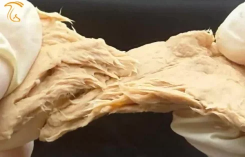 مایکوپروتئین (پروتئین قارچ) Fusarium venenatum گوشتی بر پایه قارچ تراریخته با پروتئین بیشتر از گوشت قرمز