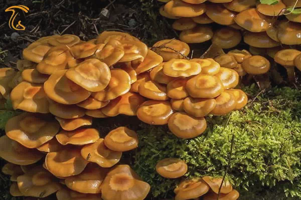 پروتئین قارچ Fusarium venenatum