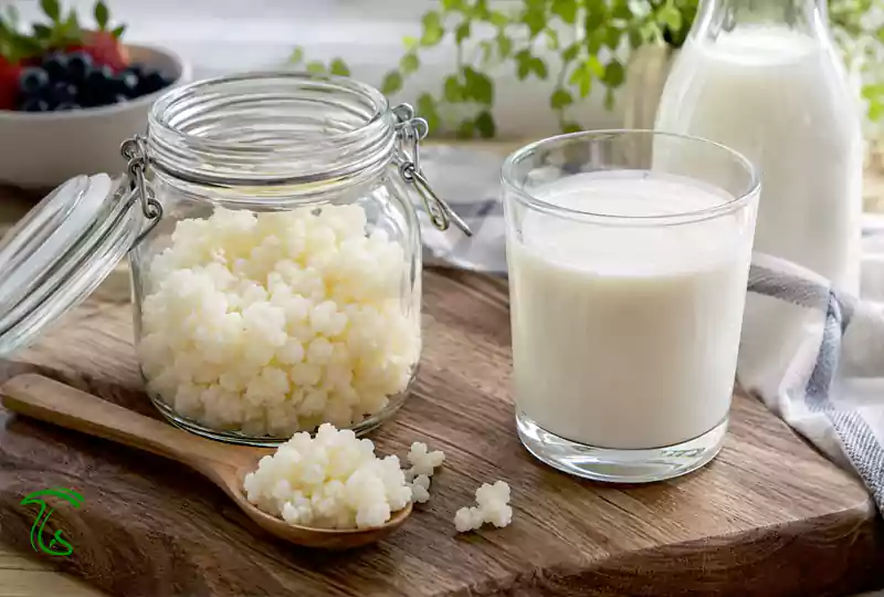 خواص قارچ کفیر به دلیل وجود مجموعهای از باکتریهای مفید است
