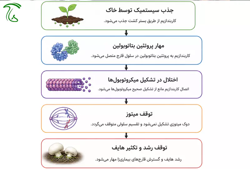 مکانیسم اثر سم کاربندازیم در پرورش قارچ