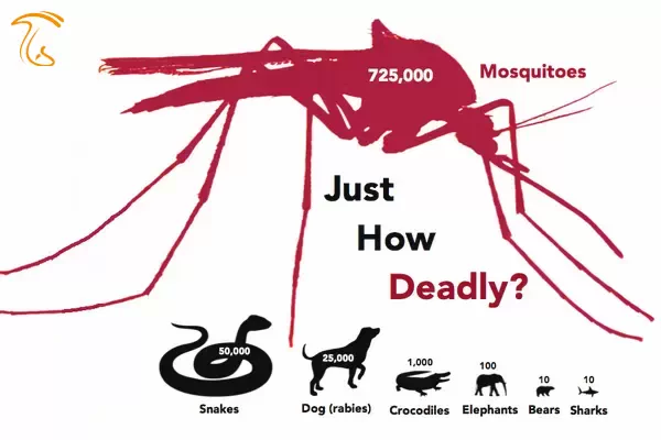 پشه مرگبارترین جانور جهان