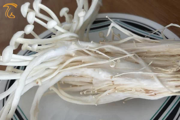 بیماری کپک تار عنکبوتی روی ساقه های قارچ انوکی