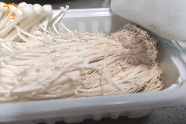 شرایط نامصاعد نگهداری پس از برداشت سبب ایجاد کپک روی قارچ انوکی